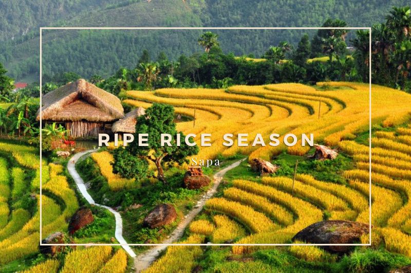 Best time to visit rice terraces in Sapa